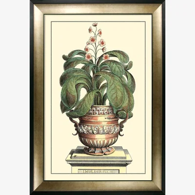Olivia's Olivia's 'Antique Aloe II' - Framed & Glazed Print - 112x81cm