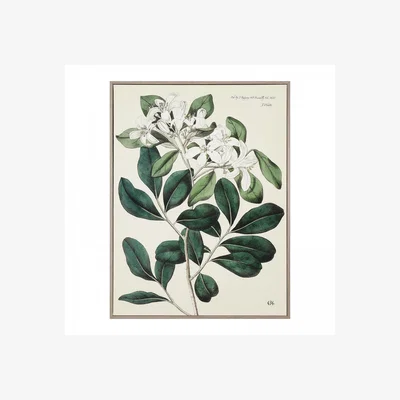 Olivia's Gallery Interiors 'Foliage and Blooms' Framed Wall Art - 62.5 x 82.5cm