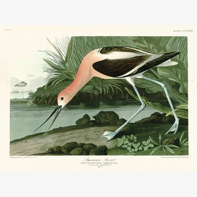 Olivia's The Art Group John James Audubon (American Avocet) Canvas Print - 60x80cm
