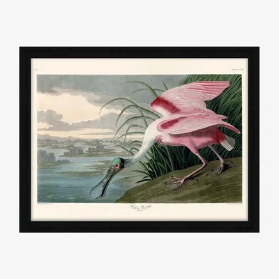 Olivia's The Art Group John James Audubon (Roseate Spoonbill) Pre Framed- 60x80cm