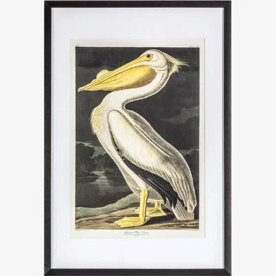Olivia's Gallery Interiors Inquisitive Pelican Framed Wall Art