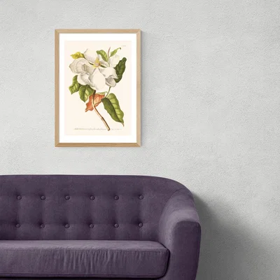 Olivia's Magnolia by Aster - A3 Oak Framed Art Print
