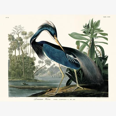 Olivia's The Art Group John James Audubon (Louisiana Heron) Canvas Print / 60x80cm