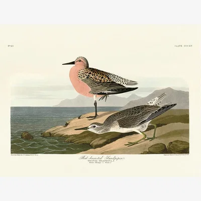 Olivia's The Art Group John James Audubon (Red-Breasted Sandpiper) Canvas Print / 30x40cm