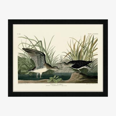 Olivia's The Art Group John James Audubon (Solitary Sandpiper) Pre Framed- 60x80cm