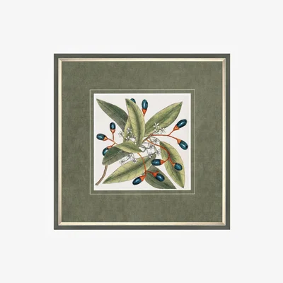 Perch and Parrow Foliage Illustration Framed Wall Art