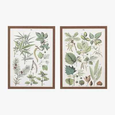 Perch and Parrow Botanic Sketch Framed Art Set of 2