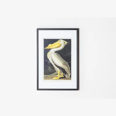 Perch and Parrow Perry Pelican Framed Wall Art