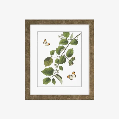 Perch and Parrow Foliage Framed Wall Art