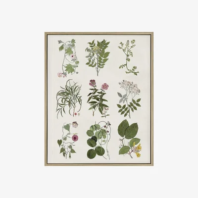 Perch and Parrow Botanical Illustrations Framed Wall Art
