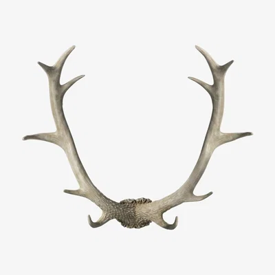 Pagazzi Bjorn Antler White Wall Art