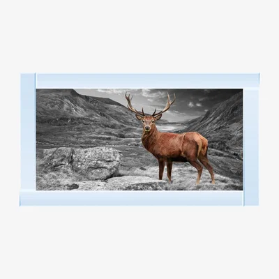 Pagazzi Stag Wall Art with Mirrored Frame 67x117cm