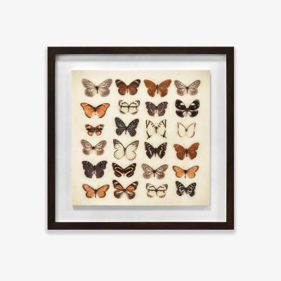 Pagazzi Butterfly Collection Framed Plaque Wall Art 40x40