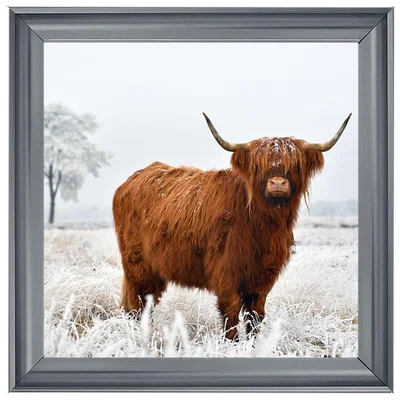 Pagazzi Highland Cow Liquid Art 2 with Chrome Frame 57x57cm