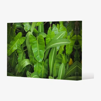 The Range Abstract background of dark green leaves Canvas Print - Green / 77cm / 51cm