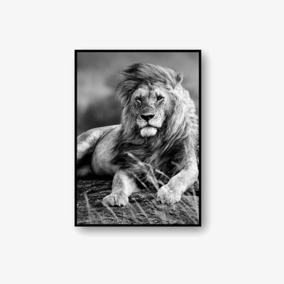 The Range King of the Jungle Canvas