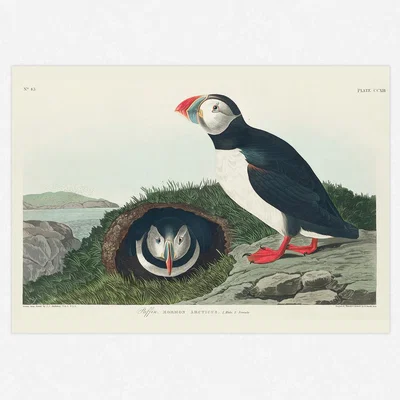 The Range Billed Puffins Art Print  - Wall Art Print / A4