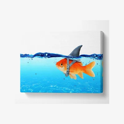The Range Goldfish Shark - Yellow / Large 26 x 40 Inches