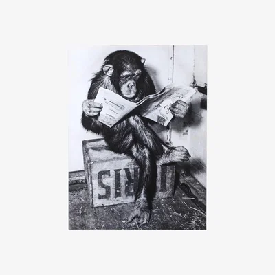 The Range Chimpanzee Reading Newspaper Canvas - Grey