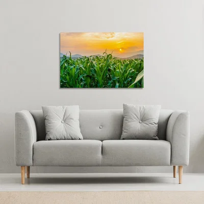The Range green corn field in agricultural garden and light shines sunset Canvas Print - Green / 46cm / 31cm
