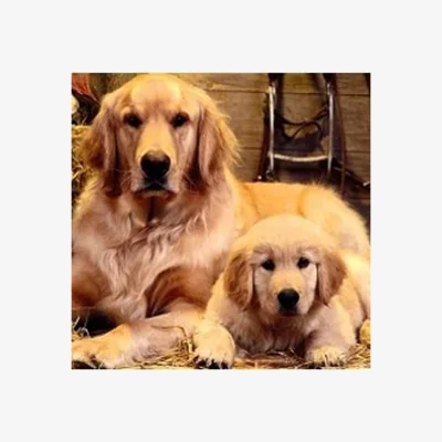 The Range Golden Retriever and Pup Diamond Painting Kit - Multi