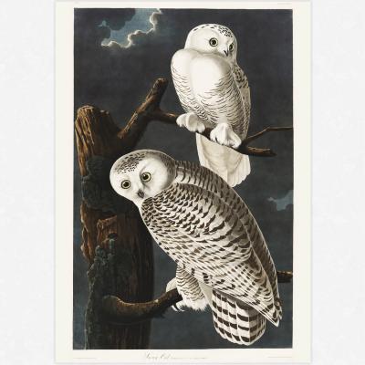 The Range Snowy Owl Art Print  - Wall Art Print / A3