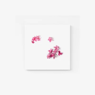 The Range Pink Frangipani Flowers Canvas Print - Pink / Medium