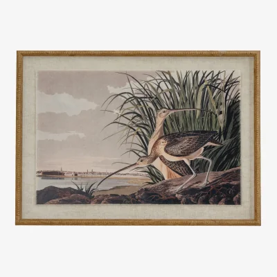 The Range Uniqueful Flora Fauna Collection Curlew Illustration Framed Bird Print Wall Art