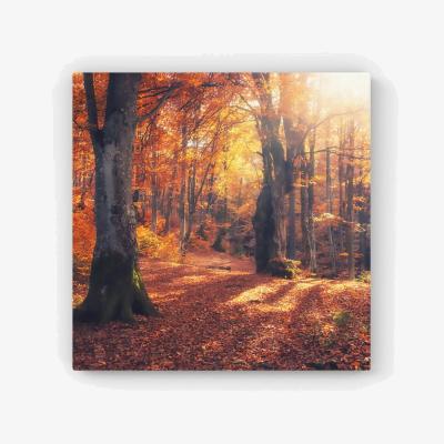 The Range Autumn Forest HD Metal Print - Brown / 30cm