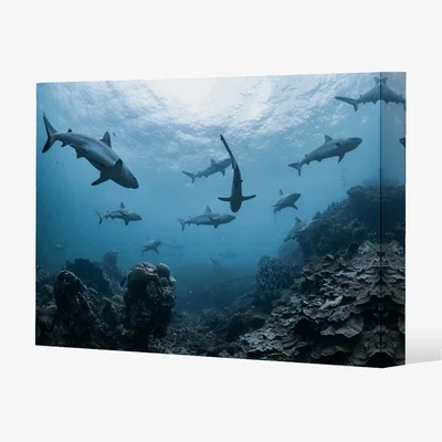 The Range Schooling grey reef sharks, Ningaloo reef, Western Australia Canvas Print - Blue / 31cm / 41cm