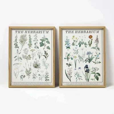 The Range Set of 2 Flower Herbarium Wall Art - Multi-coloured