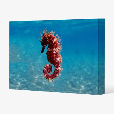 The Range Mediterranean Seahorse Canvas Print - Blue / 114cm / 77cm