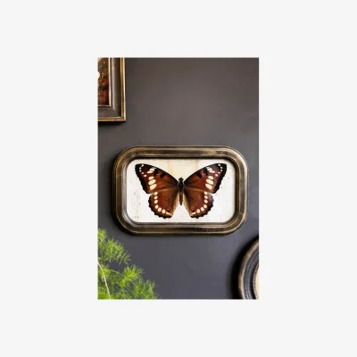 Rockett St George Vintage-Style Butterfly Framed Wall Art