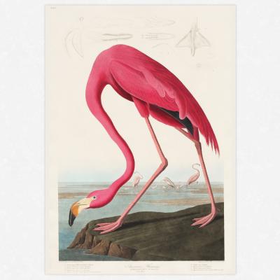 The Range Flamingo Print - Wall Art Print / A2 / Flamingo