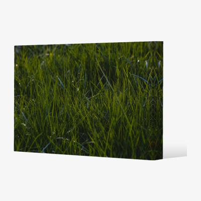 The Range Fresh green grass background, natural grass Canvas Print - Green / 61cm / 91cm