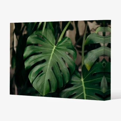 The Range Monstera Leaves in home interior Canvas Print - Green / 61cm / 41cm