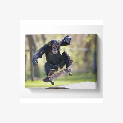 The Range Chimpanzee Skating Canvas Print - Black / 50.8cm