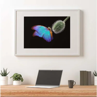 The Range Bright Butterfly On A Poppy Bud Art Print - Blue / 59.4cm