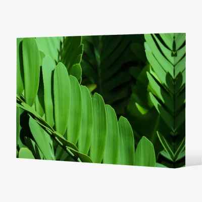 The Range Natural dark green leaves, long slender green leaves Canvas Print - Green / 46cm / 31cm