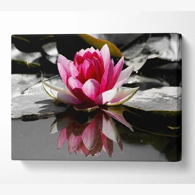 The Range Pink Water Lily Reflections B n W - 66cm
