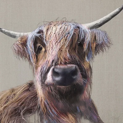 The Range Highland Hero Cow Canvas