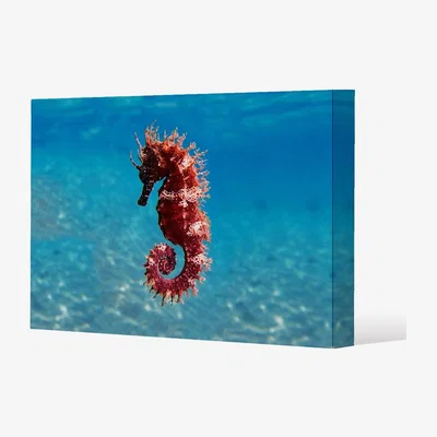 The Range Mediterranean Seahorse Canvas Print - Blue / 61cm / 91cm