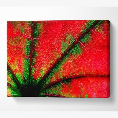 The Range Inside A Poppy Canvas Print Wall Art - Yellow / 81.28cm