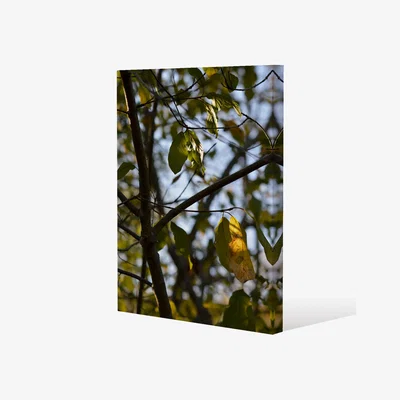 The Range leaves and branches Canvas Print - Green / 152cm / 101cm