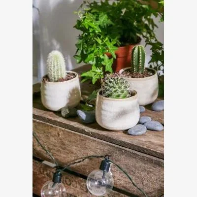 Urban Outfitters Cacti Live Plant - Set of 3 ALL at Urban Outfitters