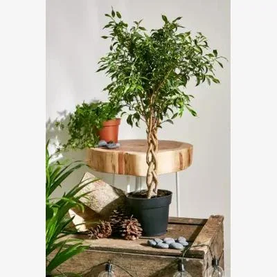 Urban Outfitters Lollipop Ficus Live Plant ALL at Urban Outfitters