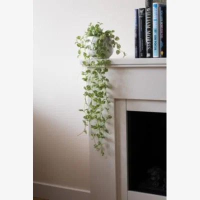 Urban Outfitters Urban Outfitters,BAGGU String Of Hearts Faux Plants ALL at Urban Outfitters