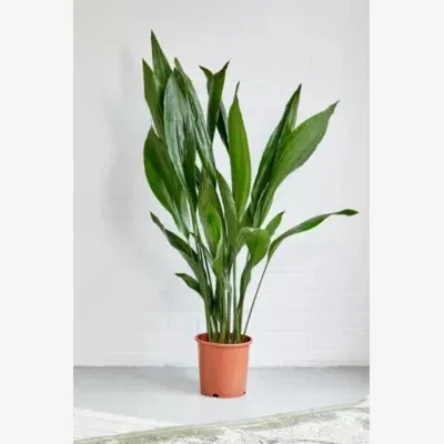 Urban Outfitters Pointless Plants Live Aspidistra Ian Plant - Green ALL at Urban Outfitters