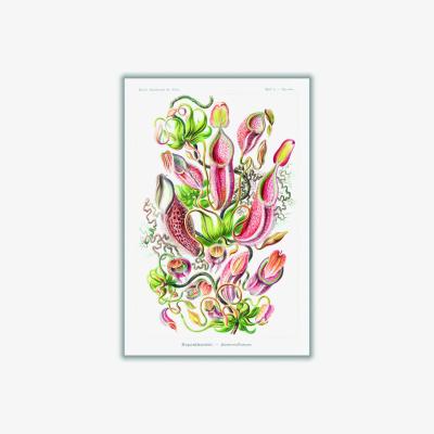 Wolf & Badger Yellow / Orange Nepenthaceae-Kannenpflanzen By Ernst Haeckel A2 420 X 594Mm Stanley Print House