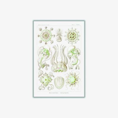 Wolf & Badger Neutrals Narcomedusae-Spangenquallen By Ernst Haeckel A4 210 X 297Mm Stanley Print House